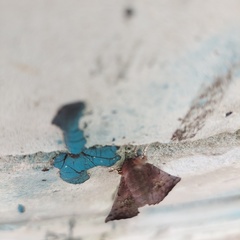 Scoliopteryx libatrix