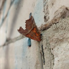 Scoliopteryx libatrix
