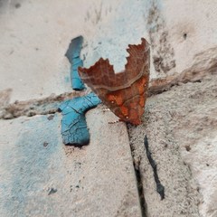 Scoliopteryx libatrix