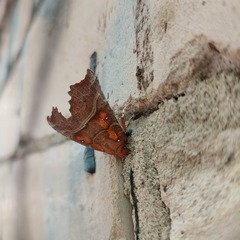 Scoliopteryx libatrix