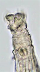 Macrotrachela ambigua