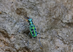 Cosmodela barmanica