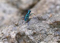 Cosmodela barmanica