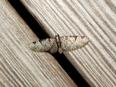 Eupithecia insigniata