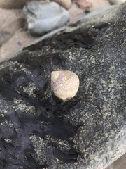 Steromphala cineraria