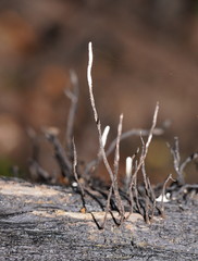 Xylaria filiformis