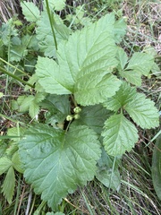 Rubus saxatilis