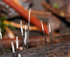 Xylaria filiformis