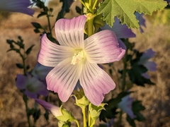 Malva weinmanniana
