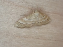 Idaea circuitaria