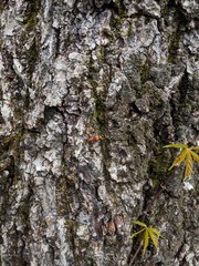 Enoclerus ichneumoneus