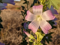 Malva weinmanniana