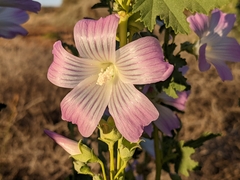 Malva weinmanniana
