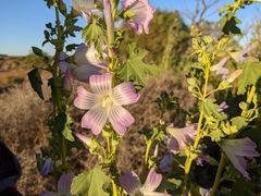 Malva weinmanniana