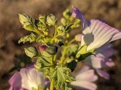Malva weinmanniana