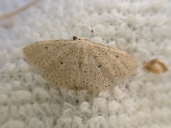 Idaea obsoletaria