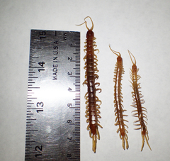 Scolopocryptops gracilis