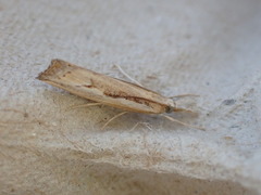 Agriphila trabeatellus