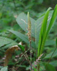 Microchilus