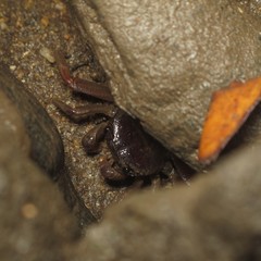 Sesarmoides kraussi