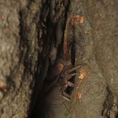 Sesarmoides kraussi