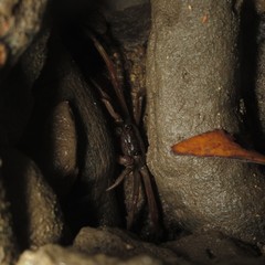 Sesarmoides kraussi