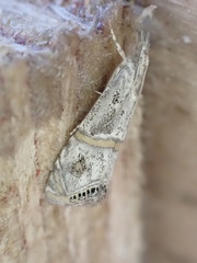 Euchromius gozmanyi