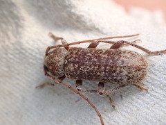 Trichoferus