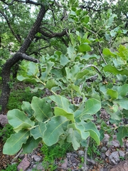 Quercus chihuahuensis