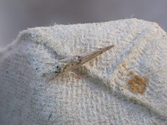 Zelleria oleastrella