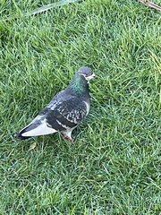 Columba livia domestica