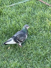 Columba livia domestica