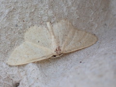 Idaea belemiata