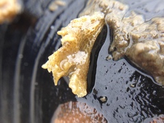 Conopeum chesapeakensis