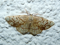 Stegania dilectaria