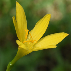 Zephyranthes pulchella