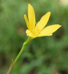 Zephyranthes pulchella