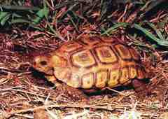 Natal Hinge-Back Tortoise photo 2