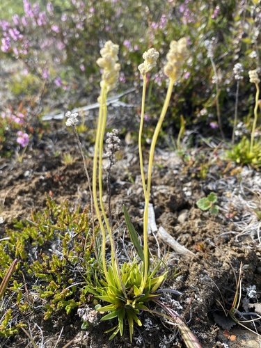 Scotch false asphodel (Tofieldia pusilla)