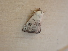 Coccidiphaga scitula