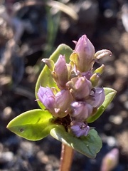 Gentianella aurea