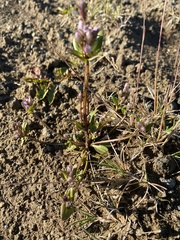 Gentianella aurea
