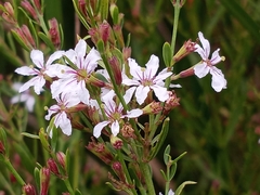 Lythrum lineare