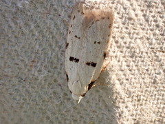 Stibaromacha ratella