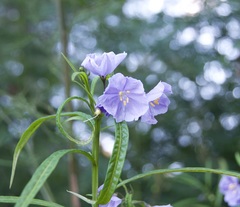 Solanum vescum