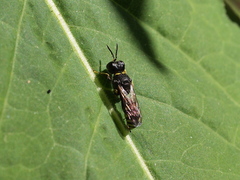 Clytochrysus