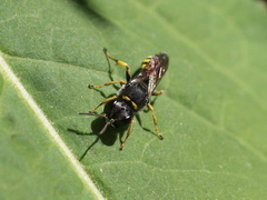 Clytochrysus