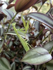 Mantis religiosa