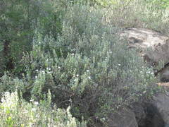 Hygrophila auriculata