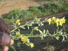 Crotalaria willdenowiana